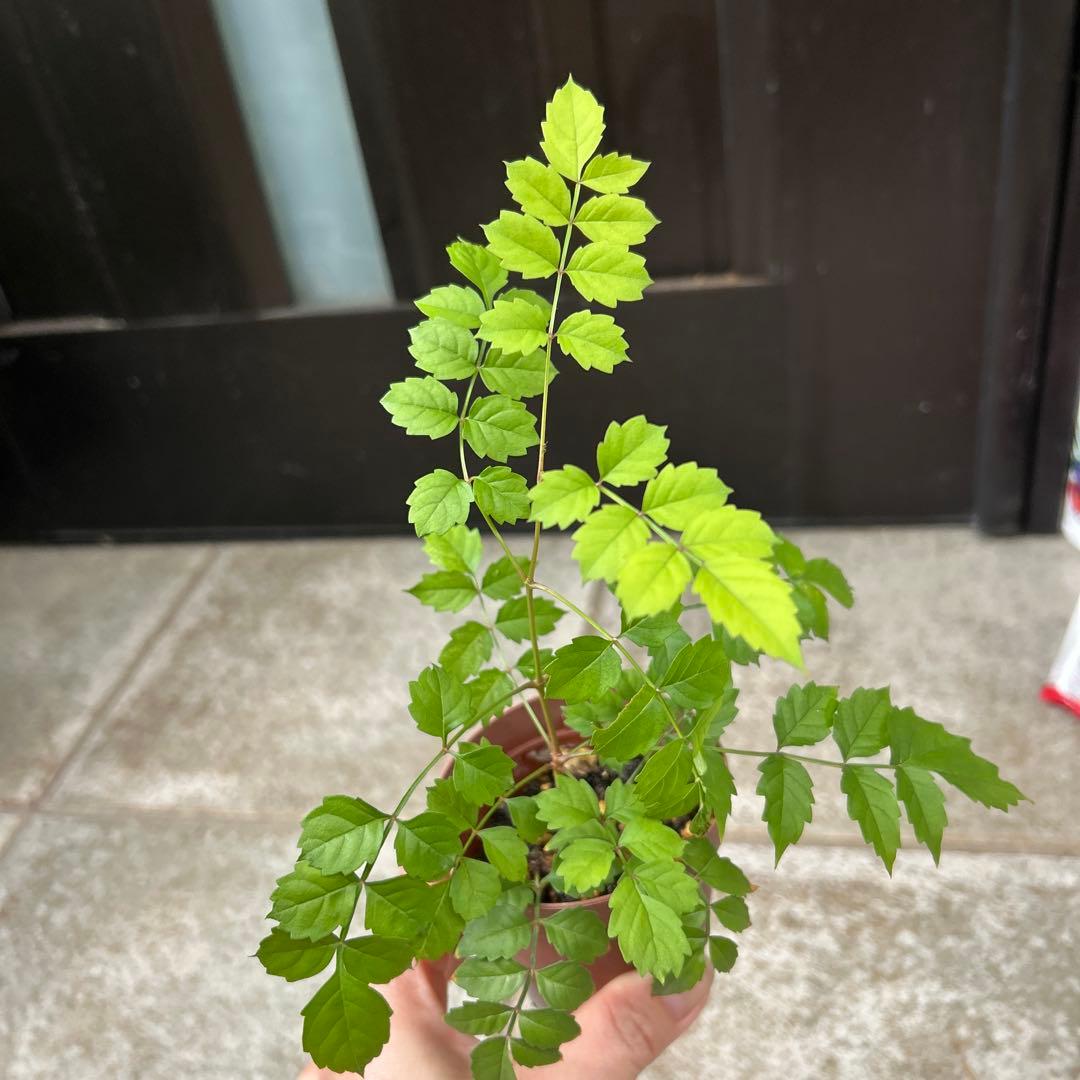 ノウゼンカズラ苗　蔓性