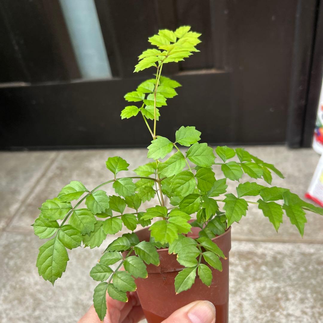 ノウゼンカズラ苗　蔓性