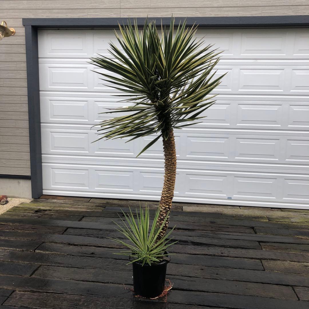 ユッカ アロイフォリア　バリエガータ