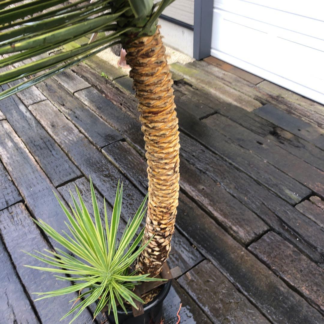 ユッカ アロイフォリア　バリエガータ