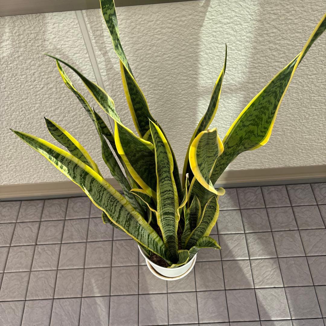 大きいサンスベリア 緑と黄色の縁取り