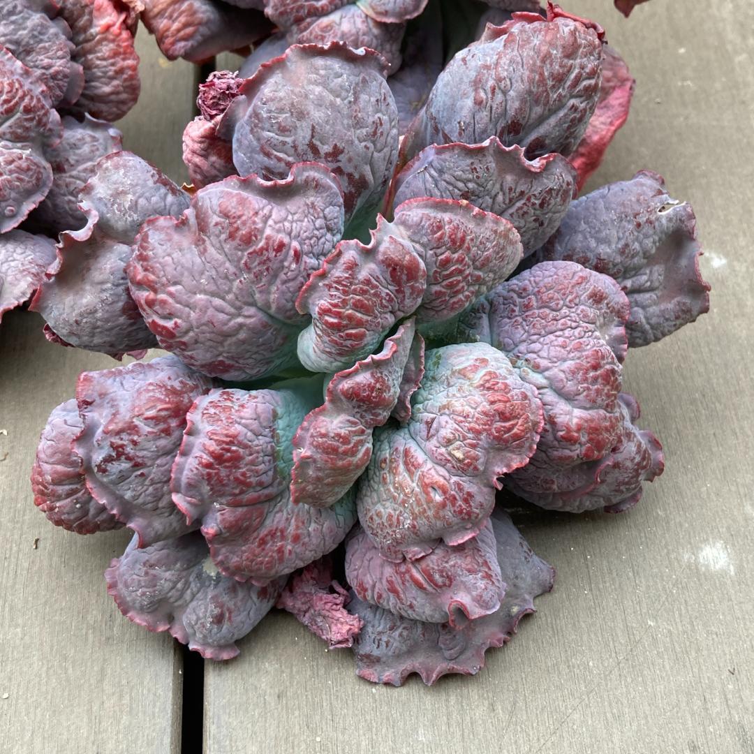 エケベリア　韓国苗　超特大　バロンボールド　多肉植物　ポコ多肉