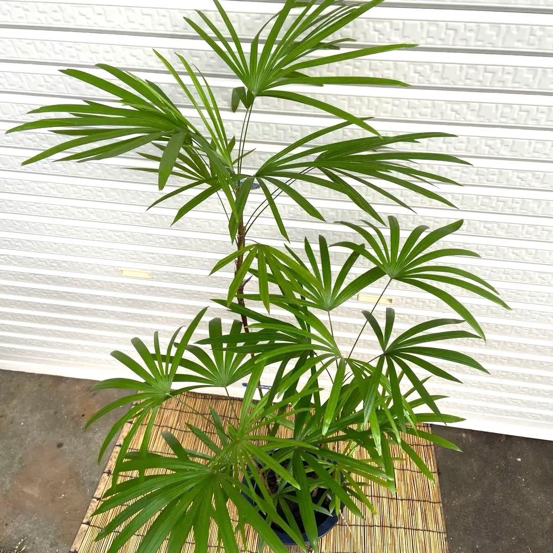 .No.90 シュロチク　棕櫚竹　H130