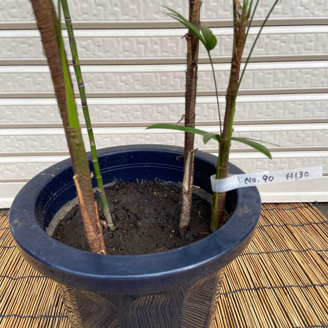 .No.90 シュロチク　棕櫚竹　H130