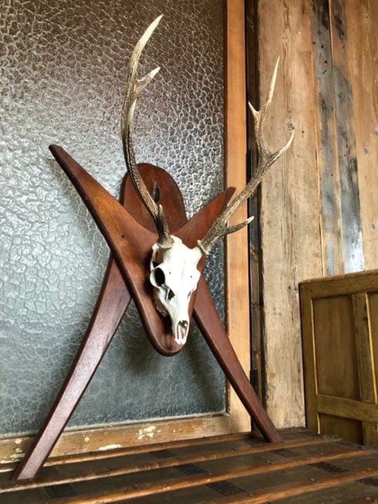 引取限定 鹿角 頭蓋骨 日本鹿 本土鹿 ハンティングトロフィー ウォールオブジェ