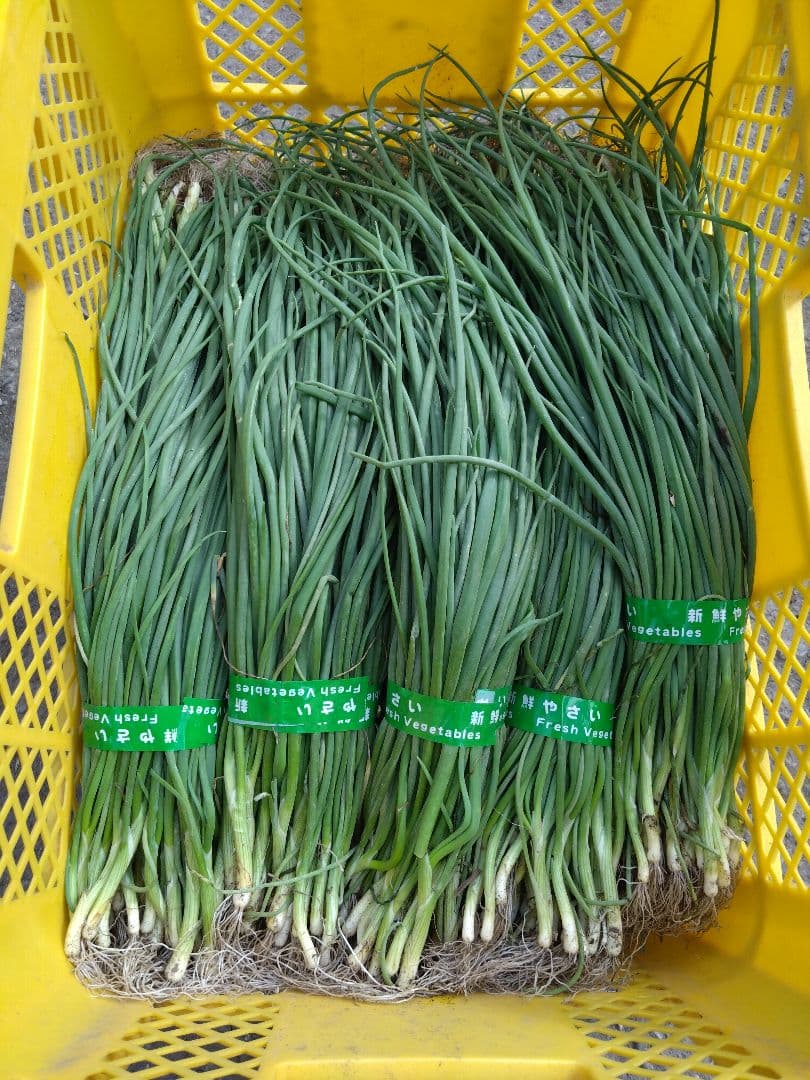 玉ねぎ苗　ターボ400本　もみじ400本