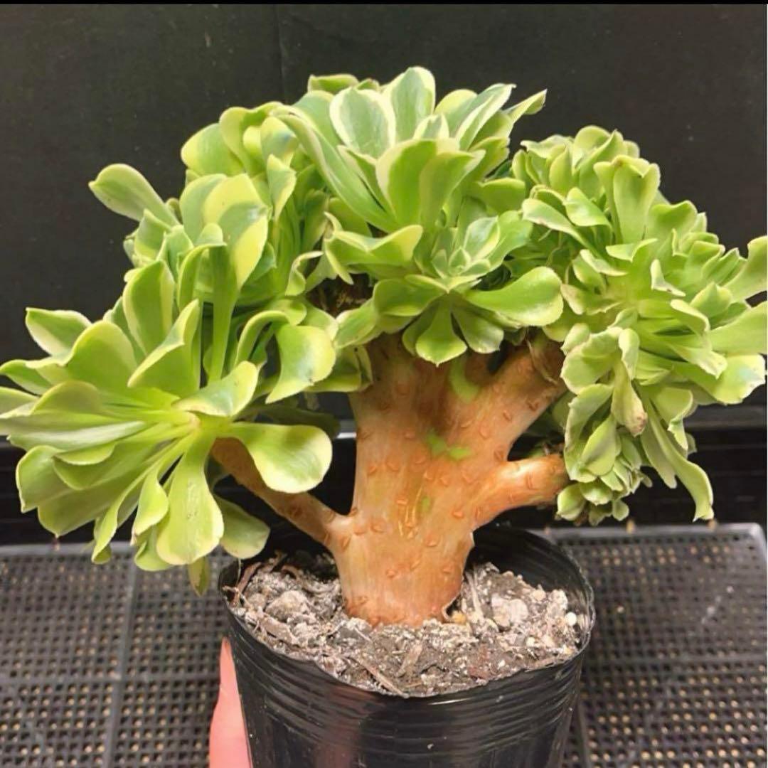 多肉植物アエオニウム錦❤️ グリーンメデューサセッカ❤️ 親株