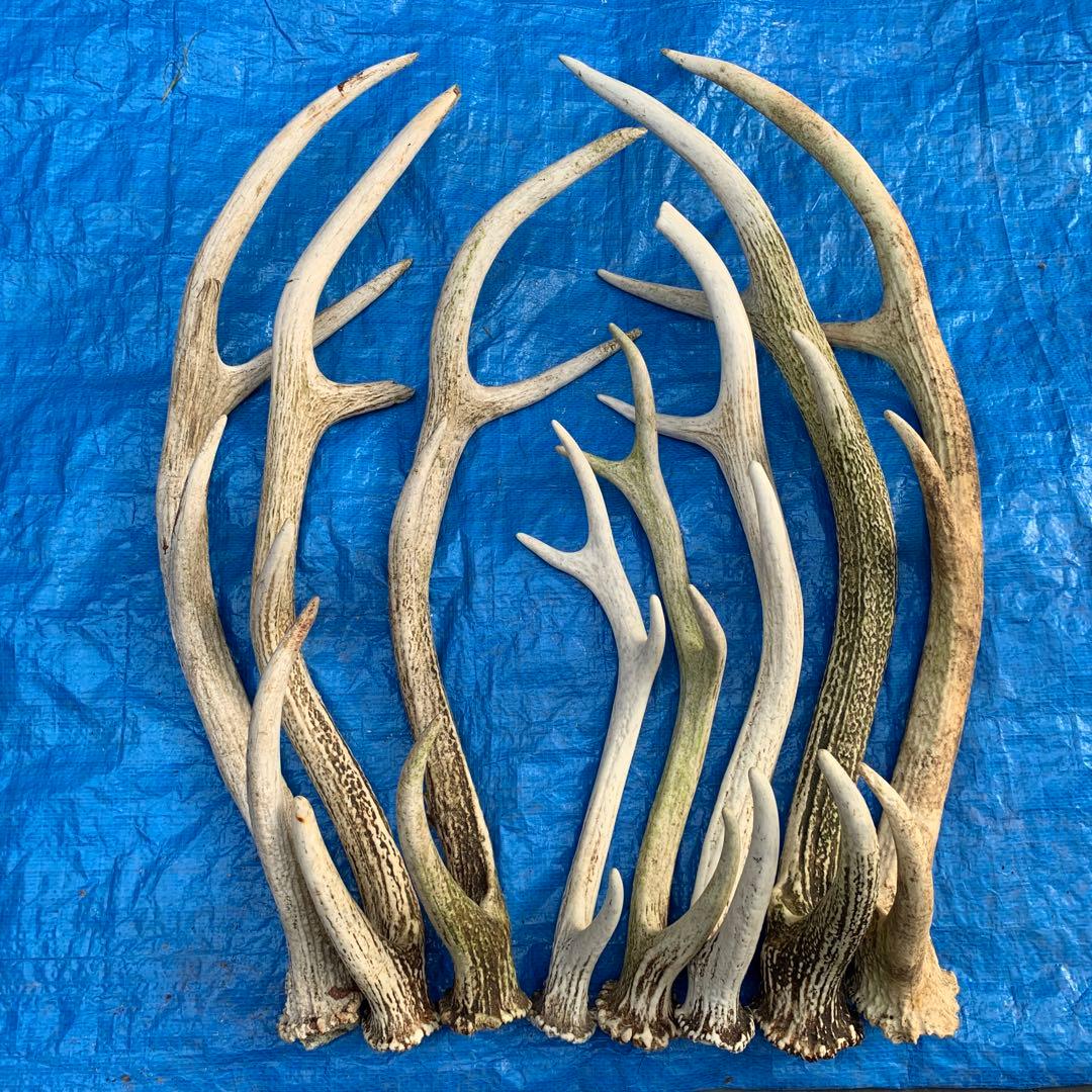 No.2057『鹿角8本セット』鹿の角　エゾ鹿　鹿角　蝦夷鹿