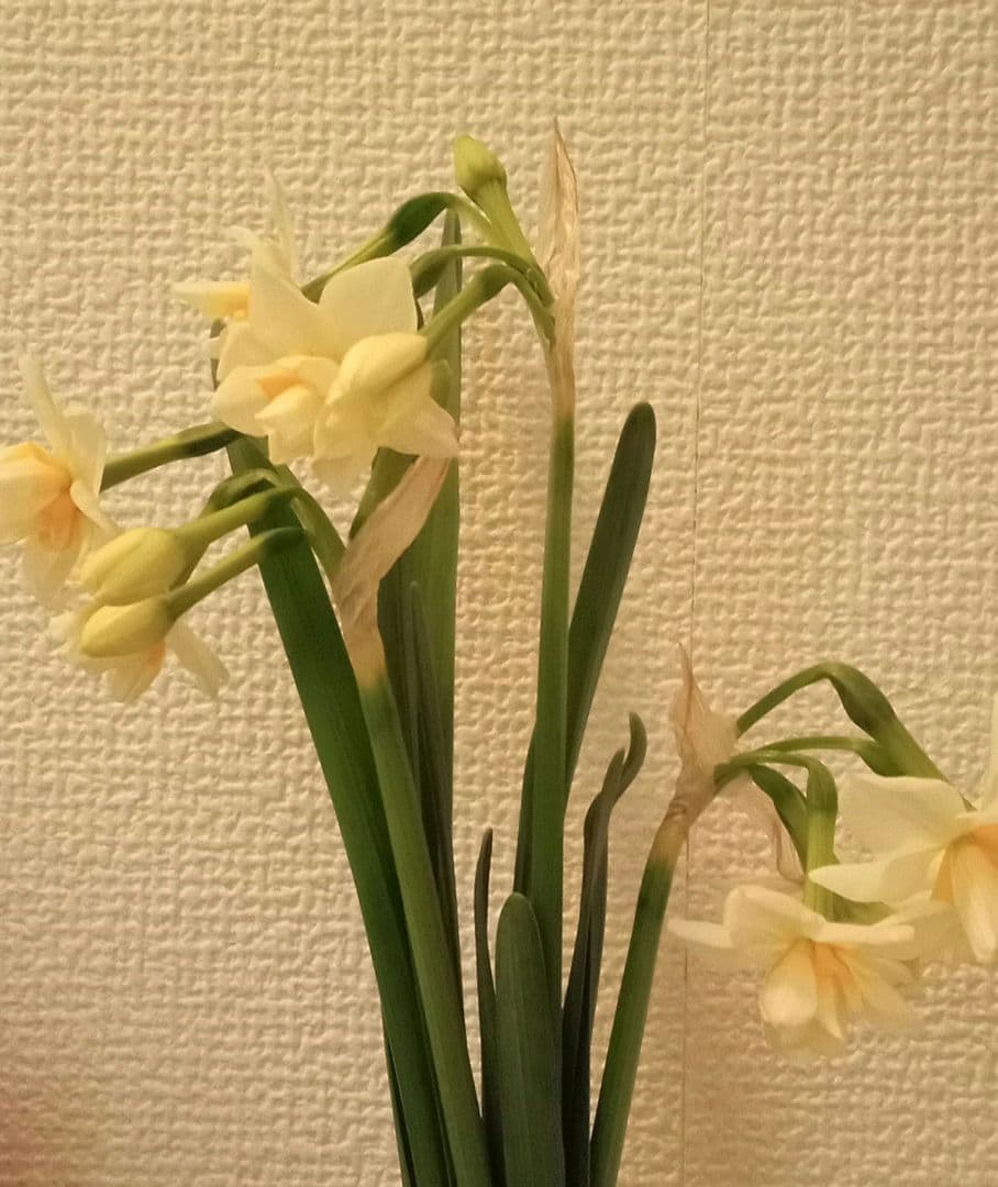 購入不可　注文ページ