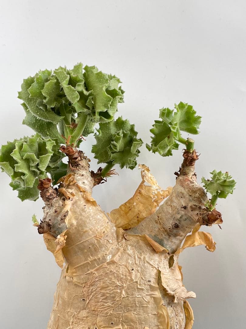 キフォステンマ マクロプス　鉢ごと発送