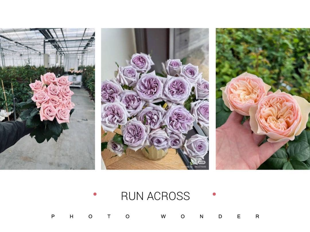 「ボンヌ」 切り花品種バラ苗　レア 3点