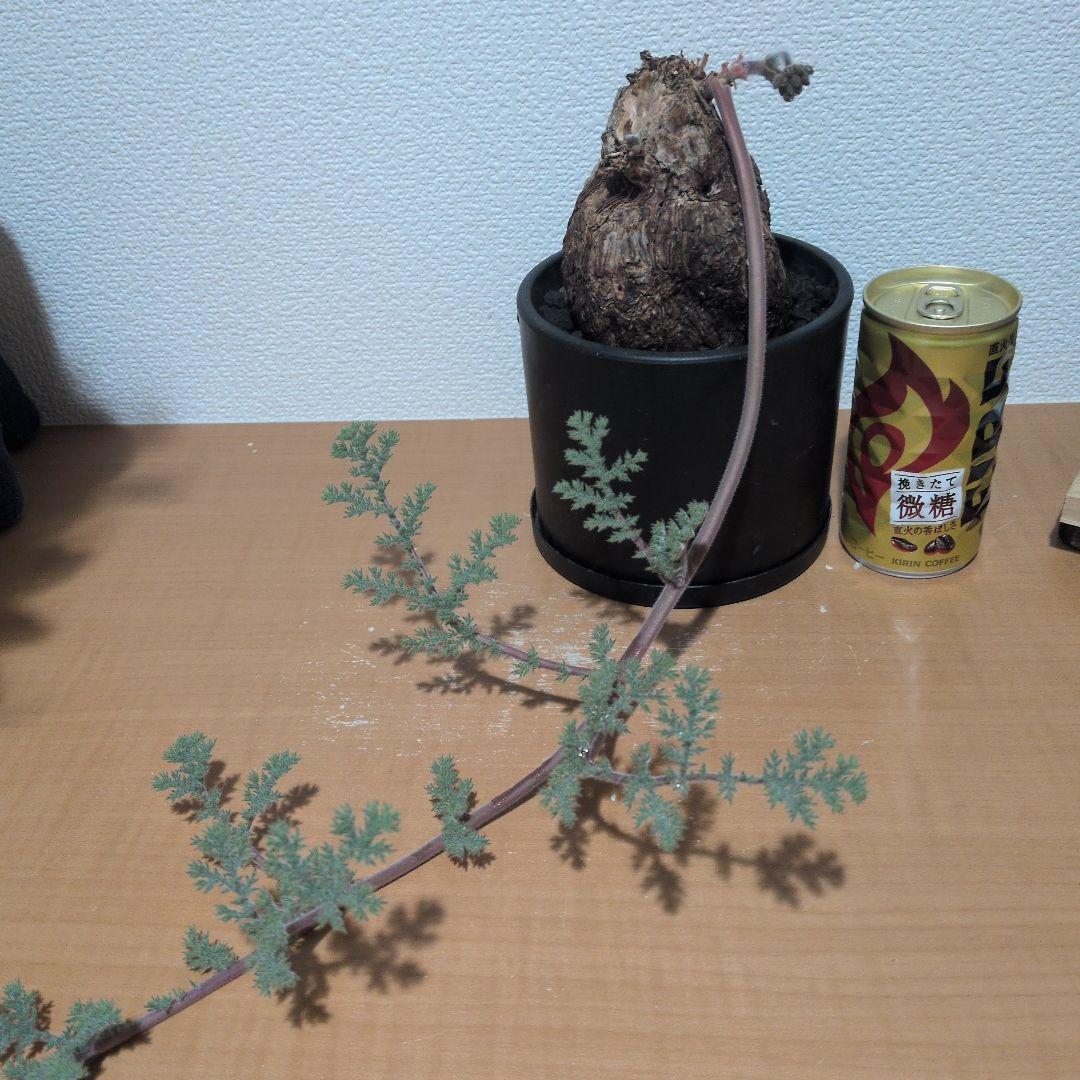 ペラルゴニウム　トリステ　大株 良型タイプ　現地球　発根株（鉢付き)