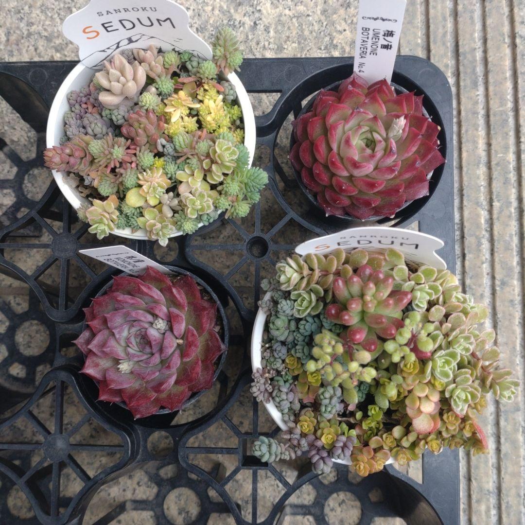 alberobelloさん専用