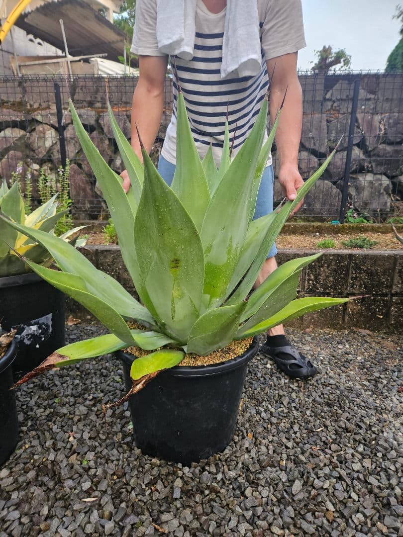 アガベ　ウェベリー　特大株