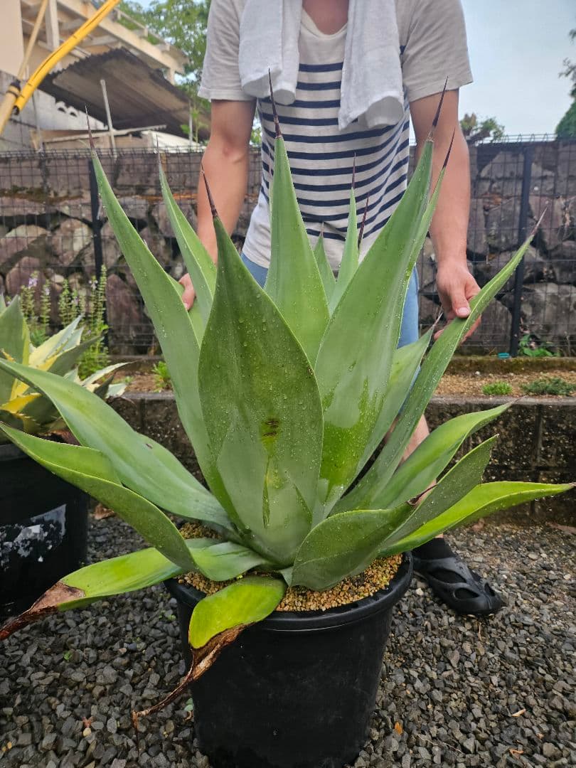 アガベ　ウェベリー　特大株