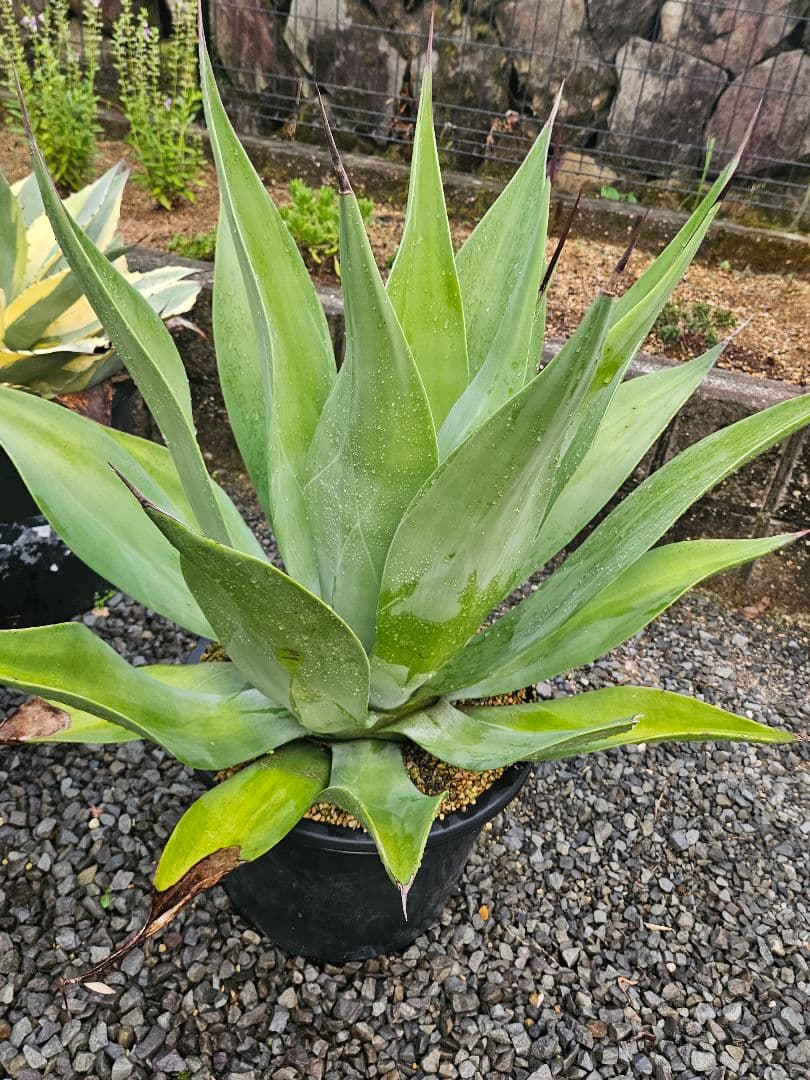 アガベ　ウェベリー　特大株