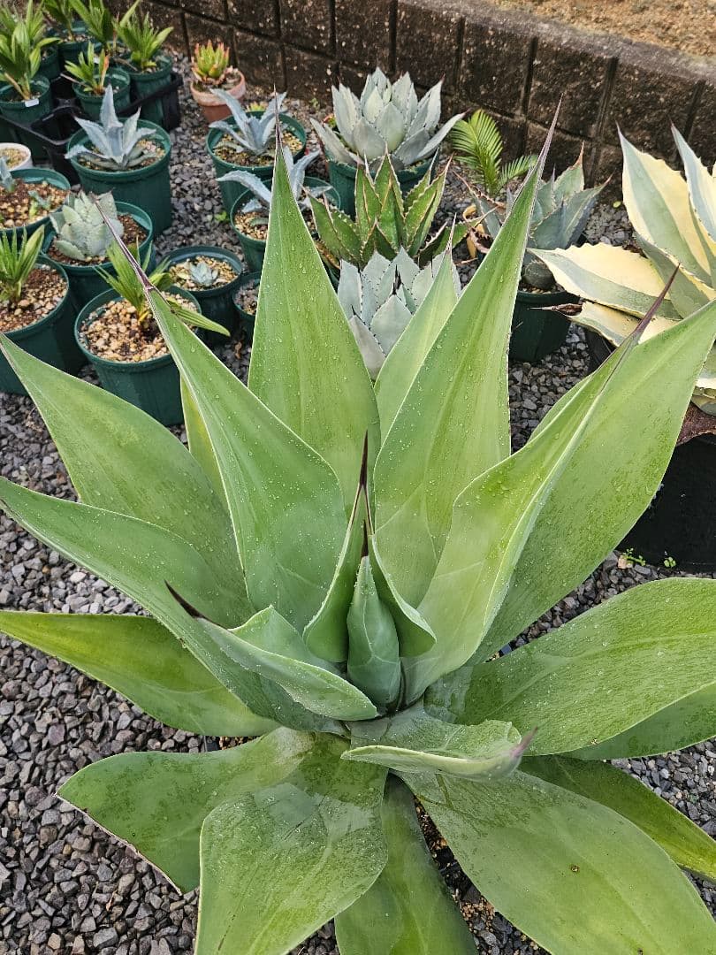 アガベ　ウェベリー　特大株