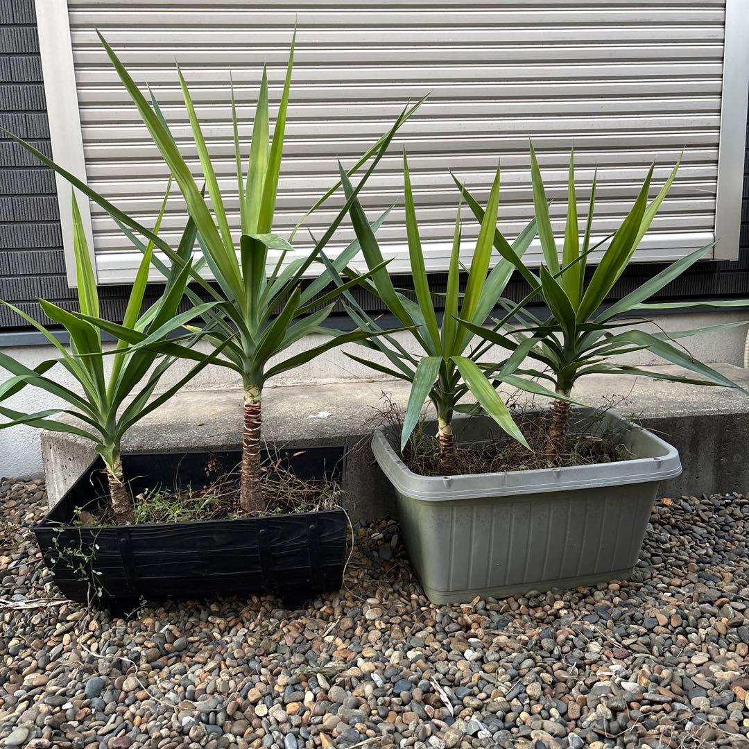 （引き取り限定）ユッカエレファンティペス4本セット