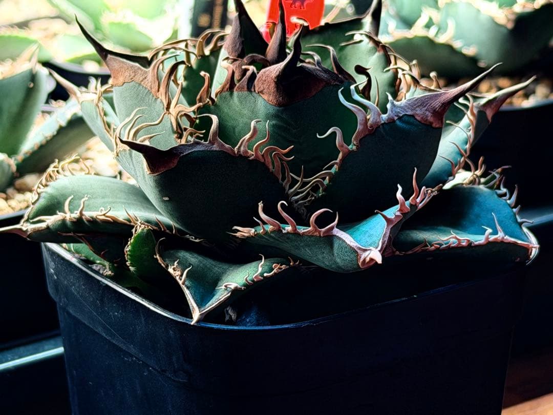 【初出品】アガベ　オテロイ実生　子株②【選抜】発根済