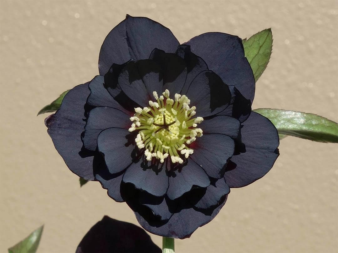 クリスマスローズ dd 多弁ブラック 来季用