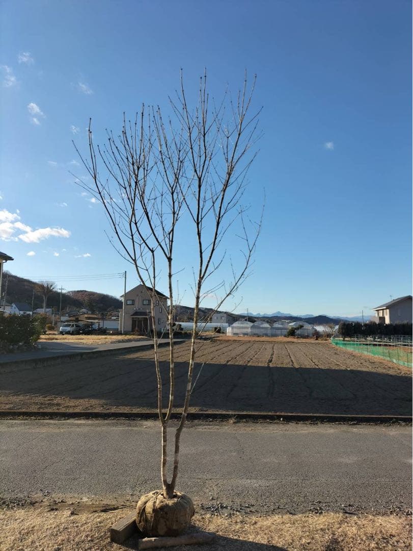 山採り アオダモ 自然樹形