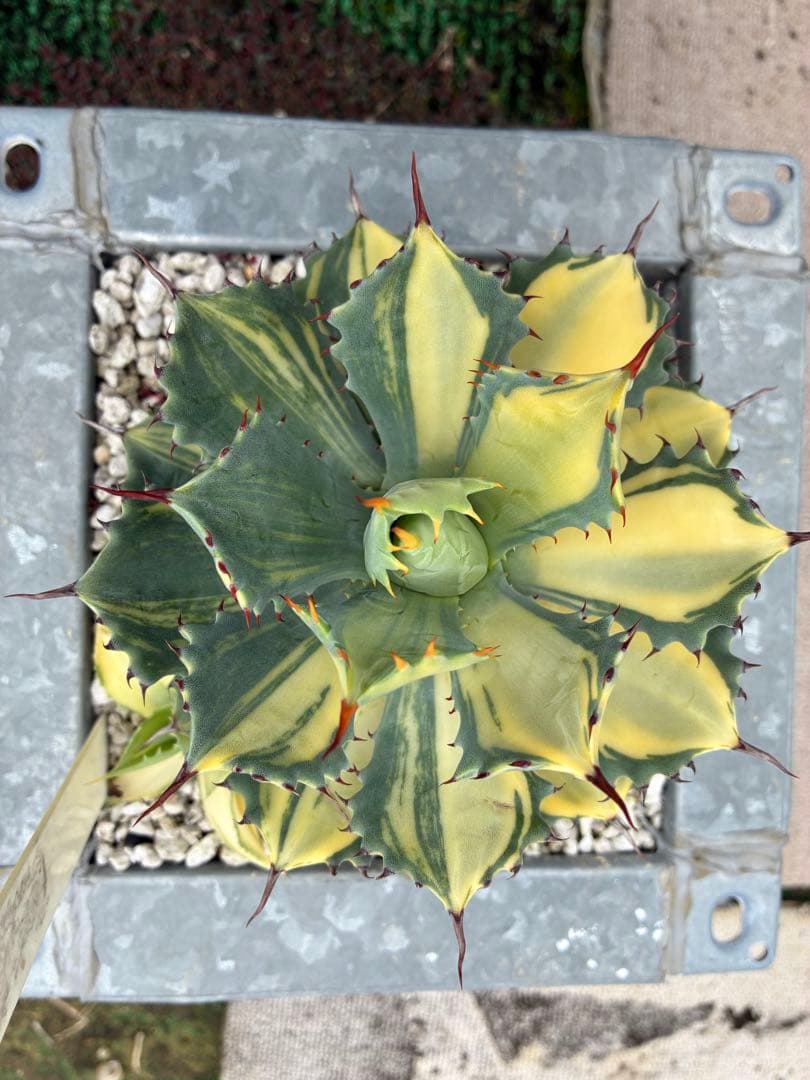 アガベ　楊貴妃　親株