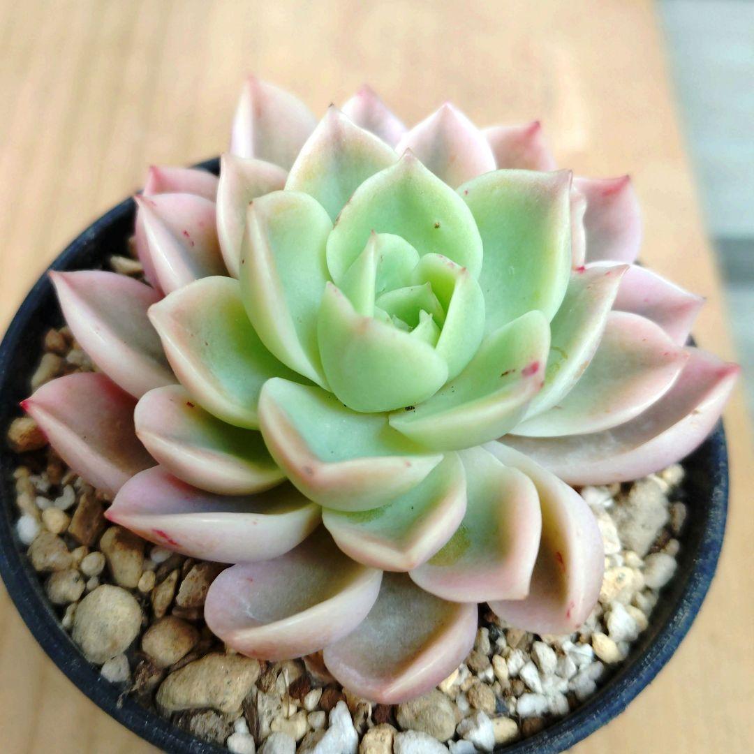 メローイエロー錦　希少　最高級品　カット苗　多肉植物　ゆうパケットプラス発送