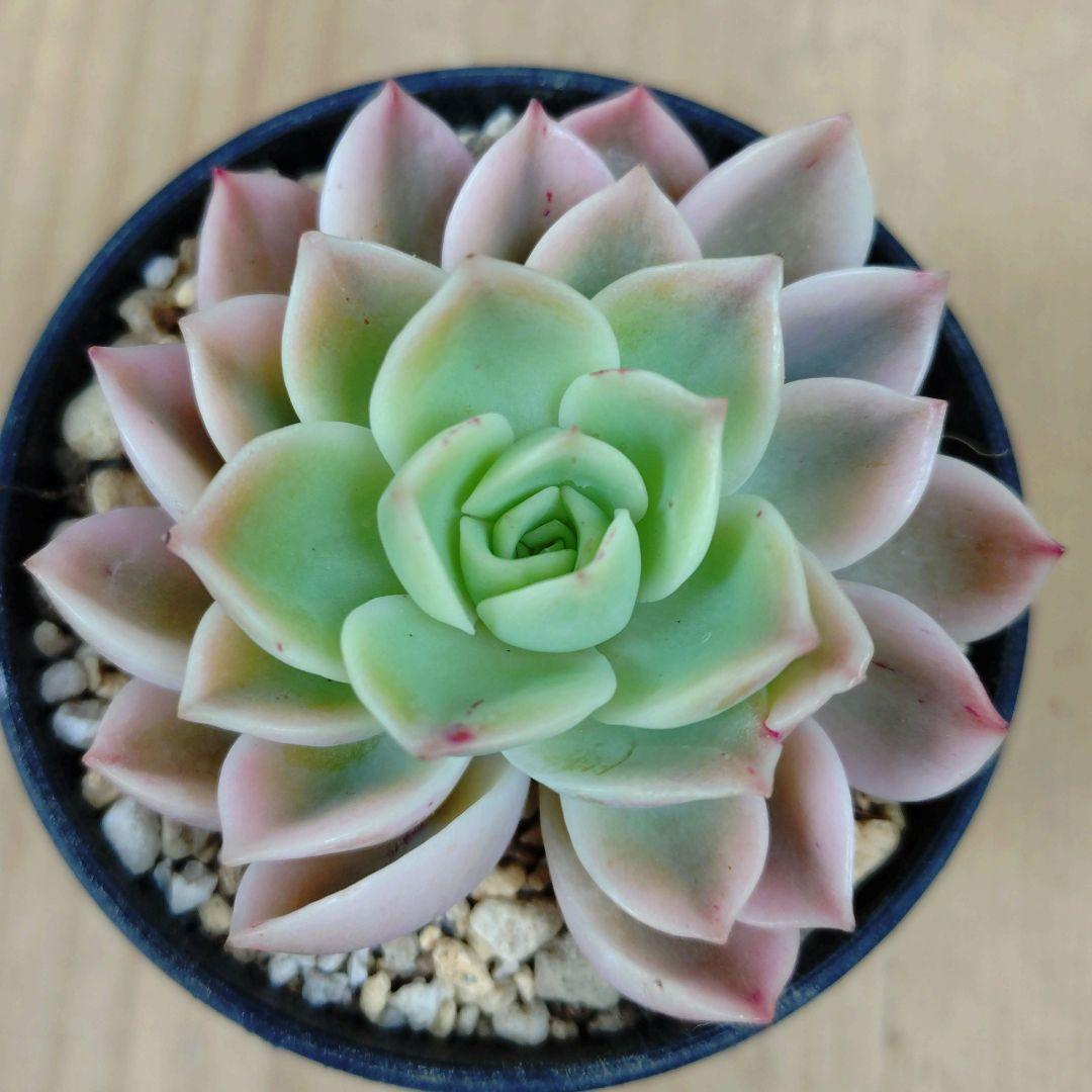 メローイエロー錦　希少　最高級品　カット苗　多肉植物　ゆうパケットプラス発送