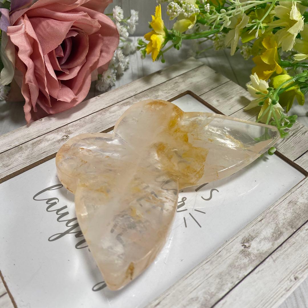 ゴールデンヒーラー ちょうちょ ②