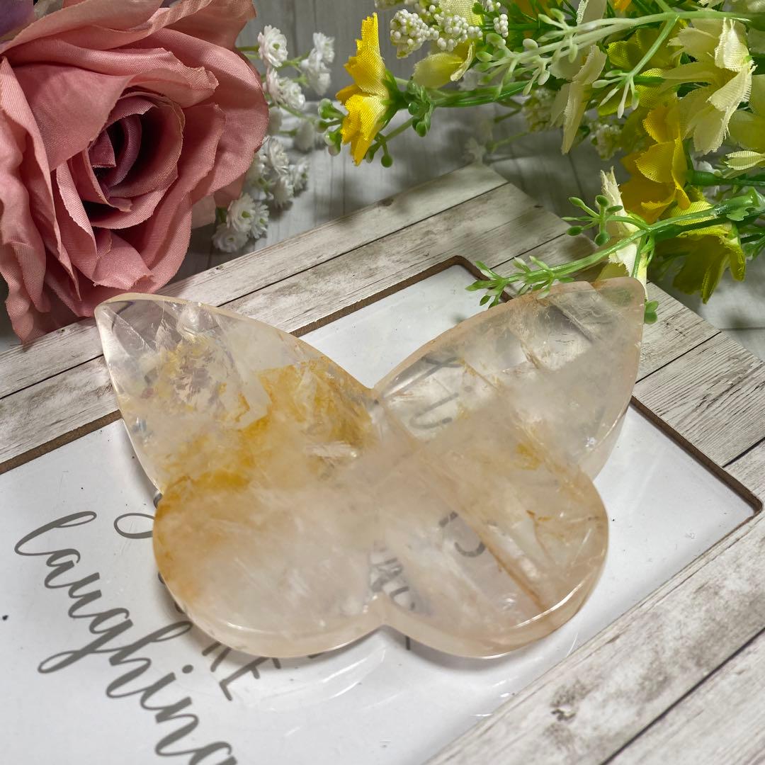 ゴールデンヒーラー ちょうちょ ②