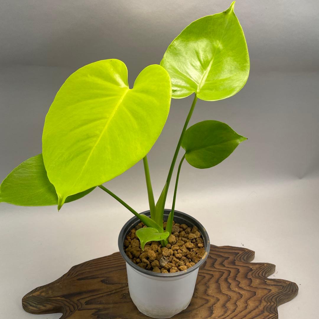 プ*ン様 モンステラ　黄金葉　ゴールドリーフ　フルムーンゴールド lsw341