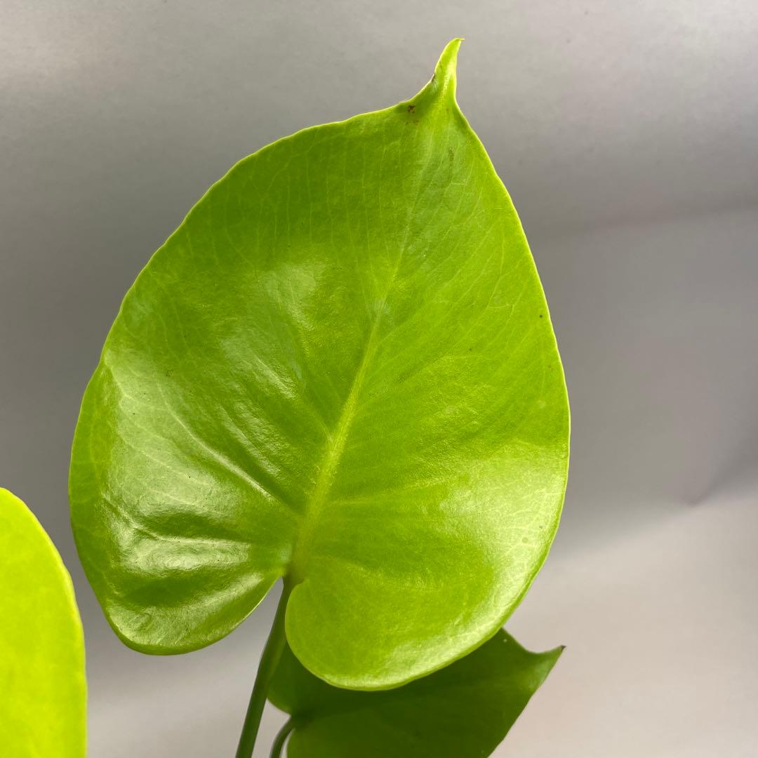 プ*ン様 モンステラ　黄金葉　ゴールドリーフ　フルムーンゴールド lsw341