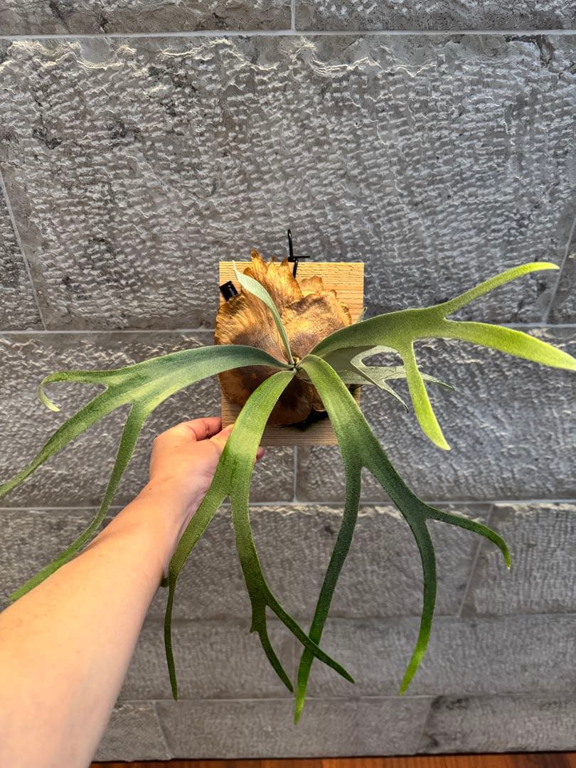 ビカクシダ P.willinckii Moonlight vp ムーンライトVP