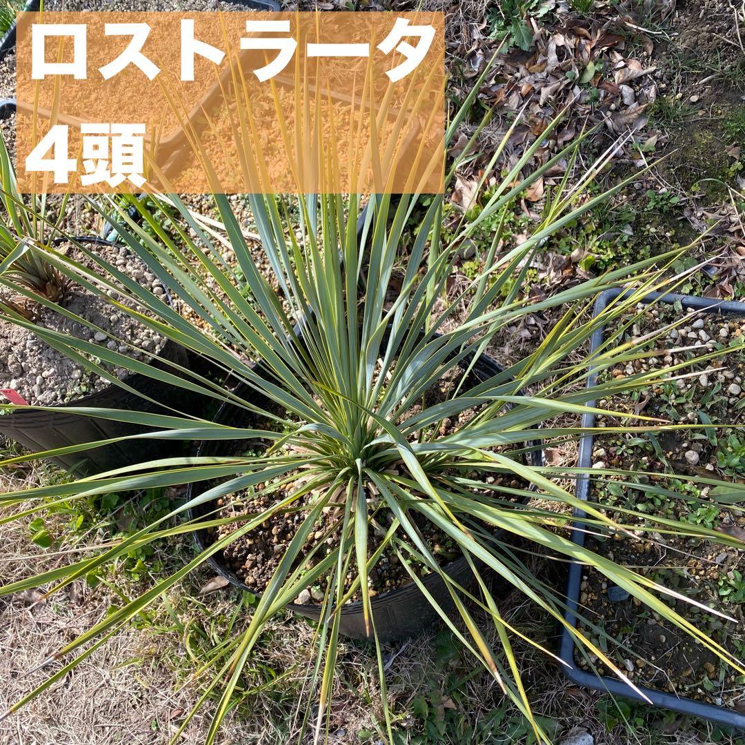 ユッカ　ロストラータ　4頭　フォーヘッド