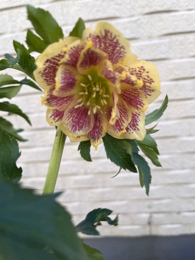 売り尽くしまとめ特価　クリスマスローズ　八重　ダブル　５号　４鉢セット　現物Ｃ