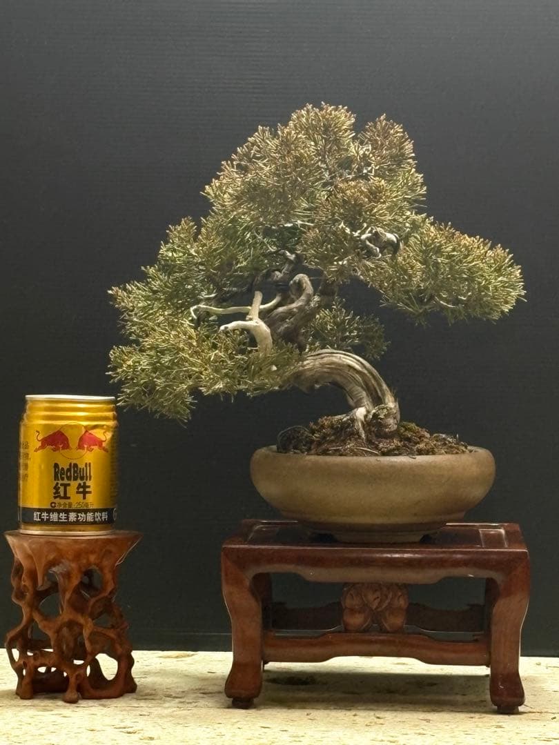 [盆栽]真柏貴風/其ノ三