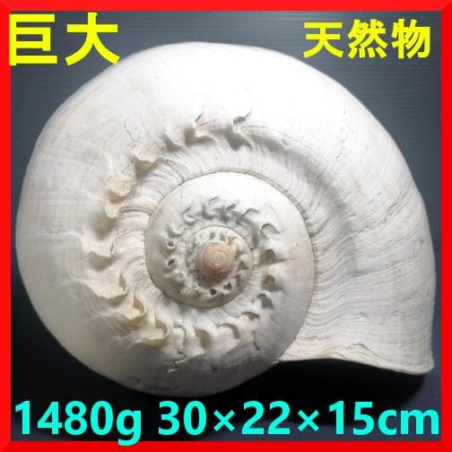 巨大 ヤシ貝 巻貝 天然物 30×22×15cm 1480ｇ 自然標本 オブジェ