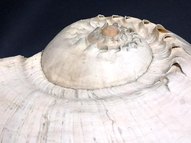 巨大 ヤシ貝 巻貝 天然物 30×22×15cm 1480ｇ 自然標本 オブジェ