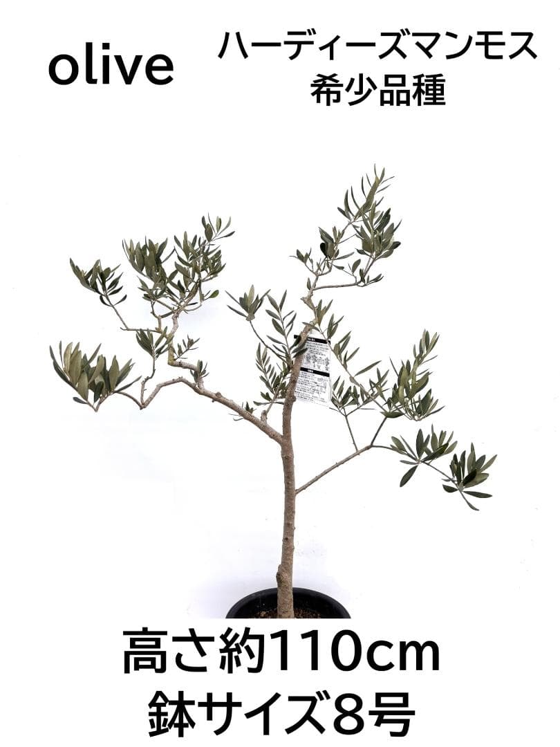オリーブの木　ハーディーズマンモス　8号　約110cm　K-328　希少　現品