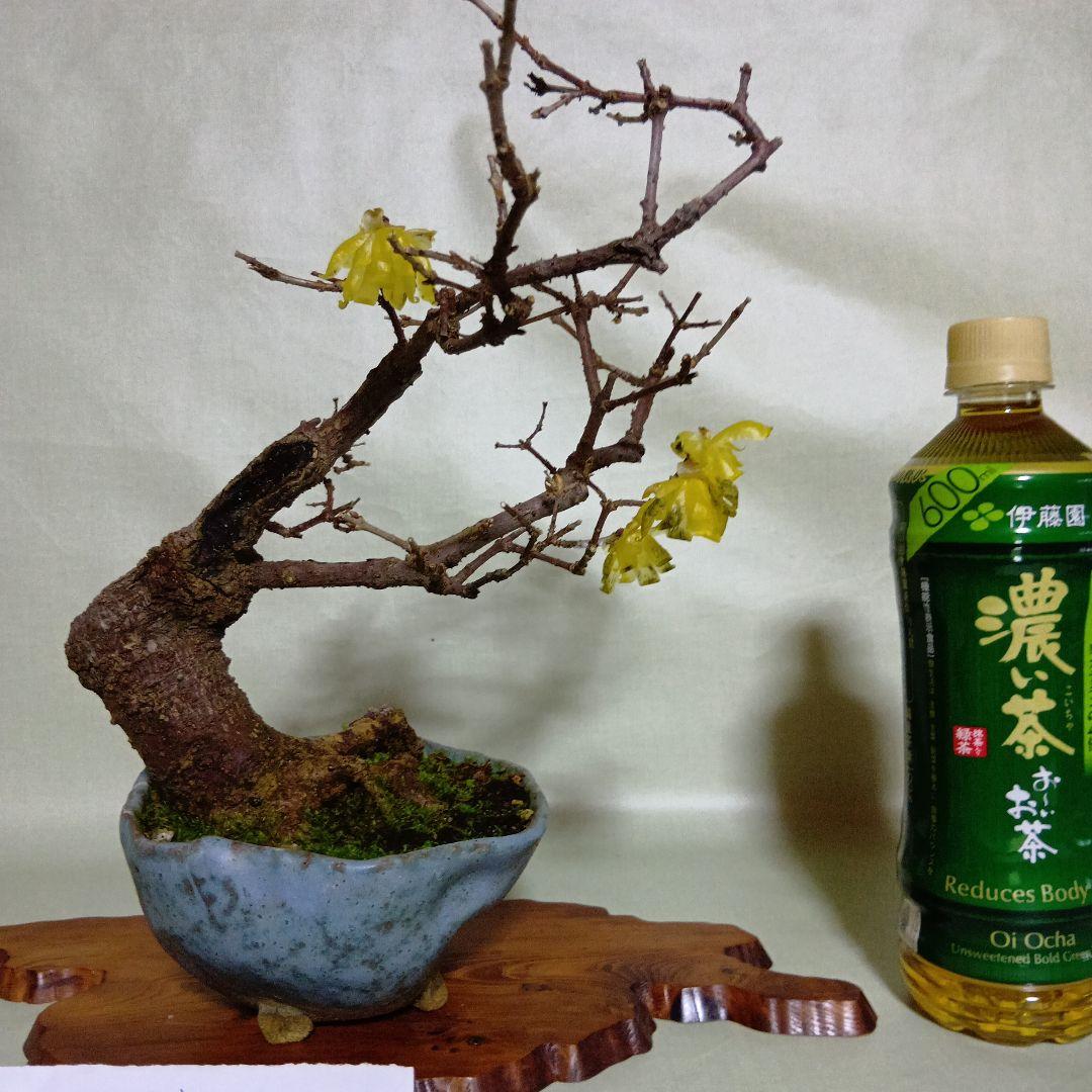 蝋梅小品盆栽花盛り黒松盆栽、五葉松盆栽、真柏盆栽