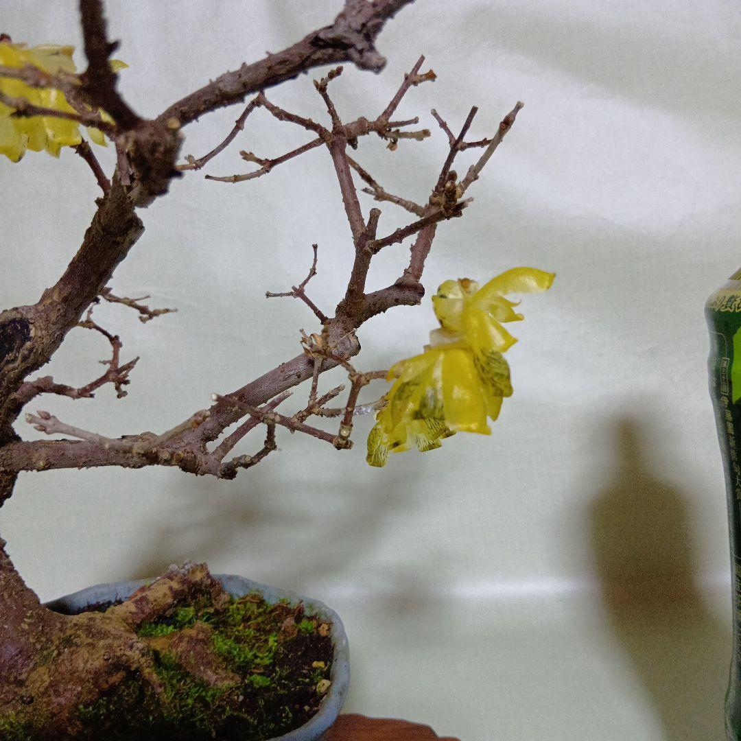 蝋梅小品盆栽花盛り黒松盆栽、五葉松盆栽、真柏盆栽