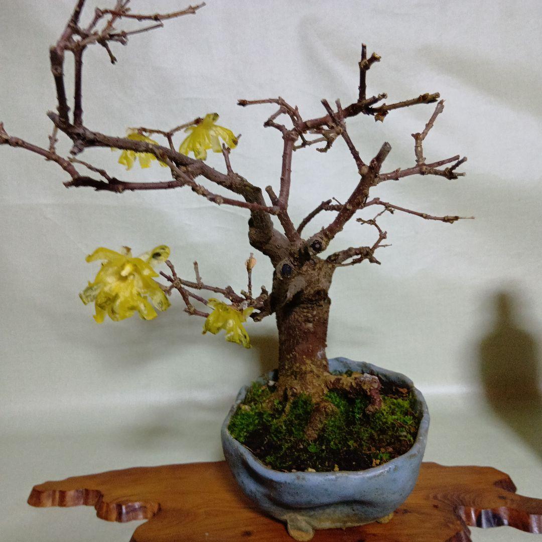 蝋梅小品盆栽花盛り黒松盆栽、五葉松盆栽、真柏盆栽