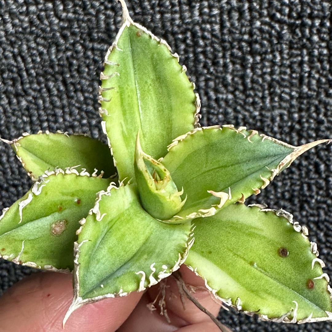 サ*ナ様 2125アガベ チタノタ 大白鯊錦 覆輪斑 精選子株 強白棘 狂棘