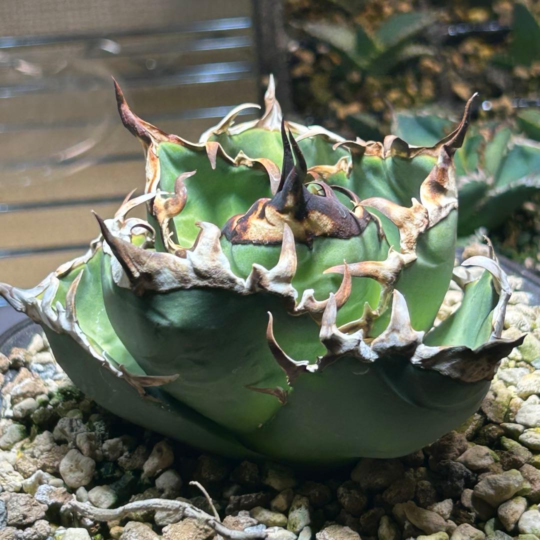 アガベ　実生子株