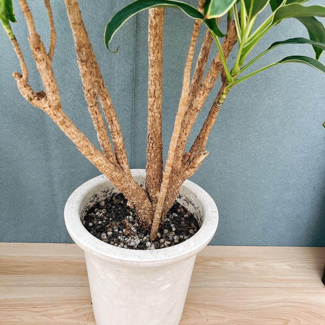 ［現品］50番　ドラセナ　コルジリネ 白雲　観葉植物　室内　8号　1点限り