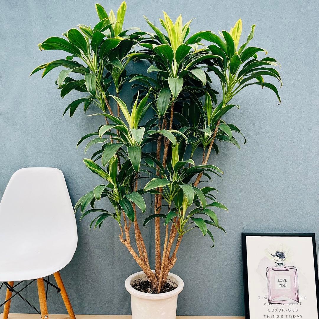 ［現品］50番　ドラセナ　コルジリネ 白雲　観葉植物　室内　8号　1点限り