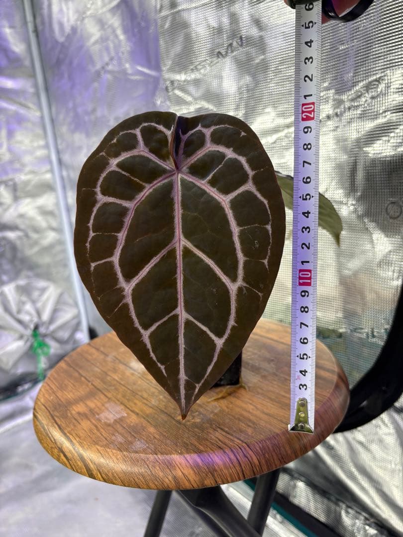 その他観葉植物 Anthurium Michelle by Docblock