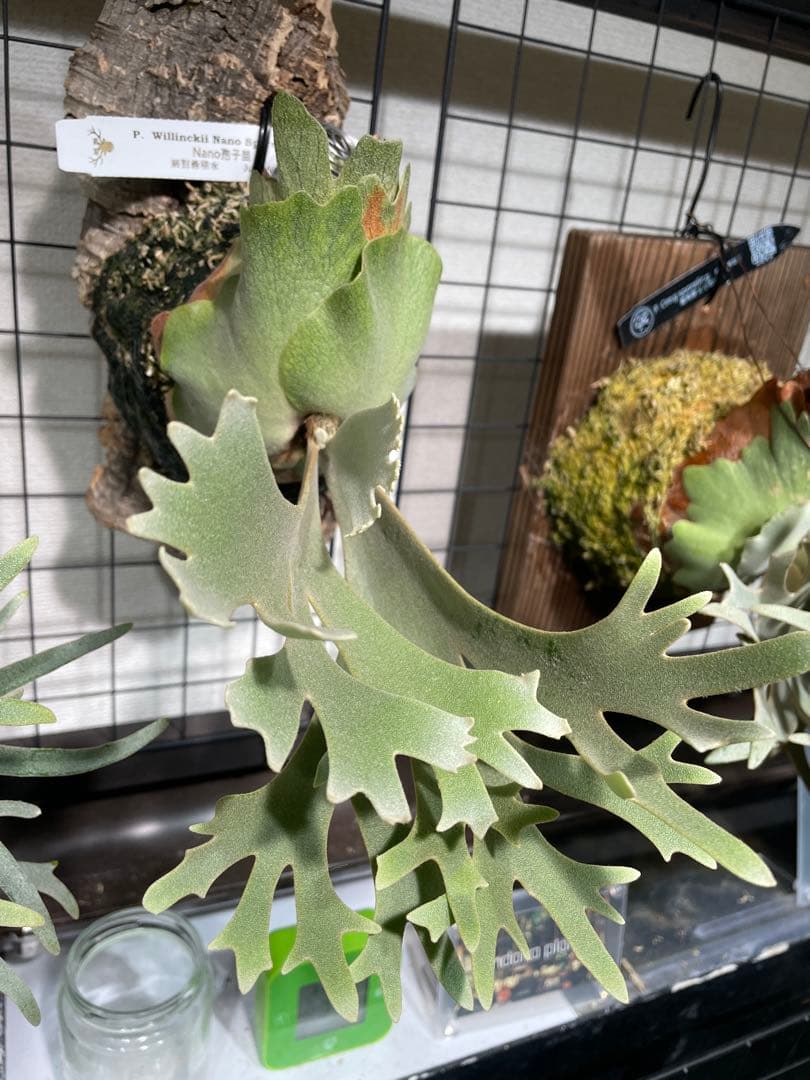 maple4033　P.willinckii nano spore