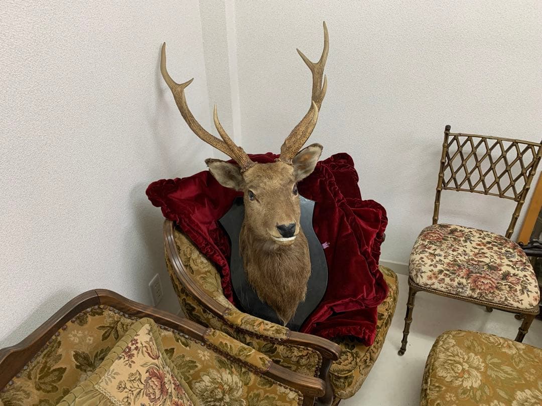 エゾシカの剥製