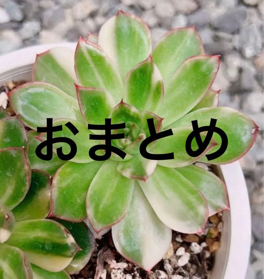 レッドチップ錦  抜き苗  微斑【特定記録付】